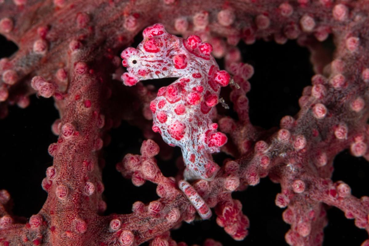 Bias Tugal Dive Site