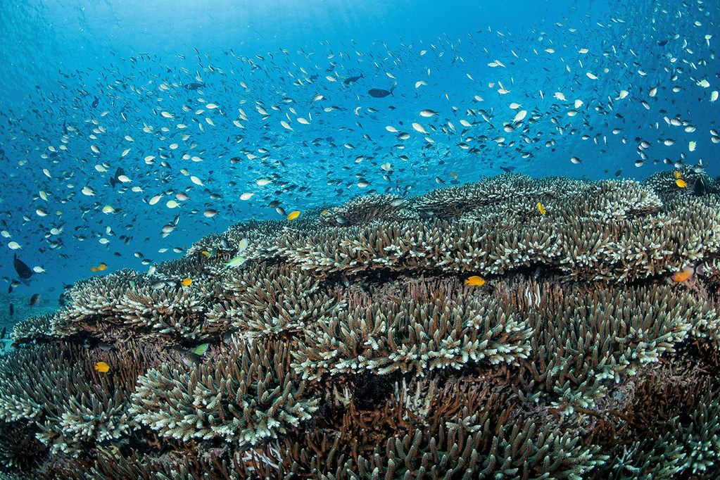 Blue Lagoon Dive Site