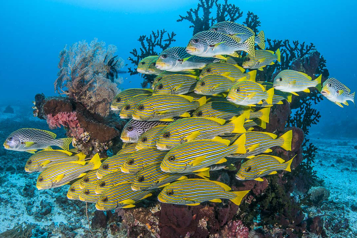 Bias Tugal Dive Site